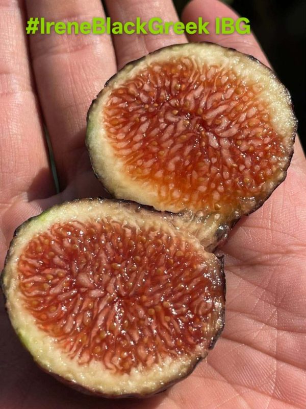 29.艾琳的黑希腊/伊琳黑希腊 Irene’s Black Green-小果迷