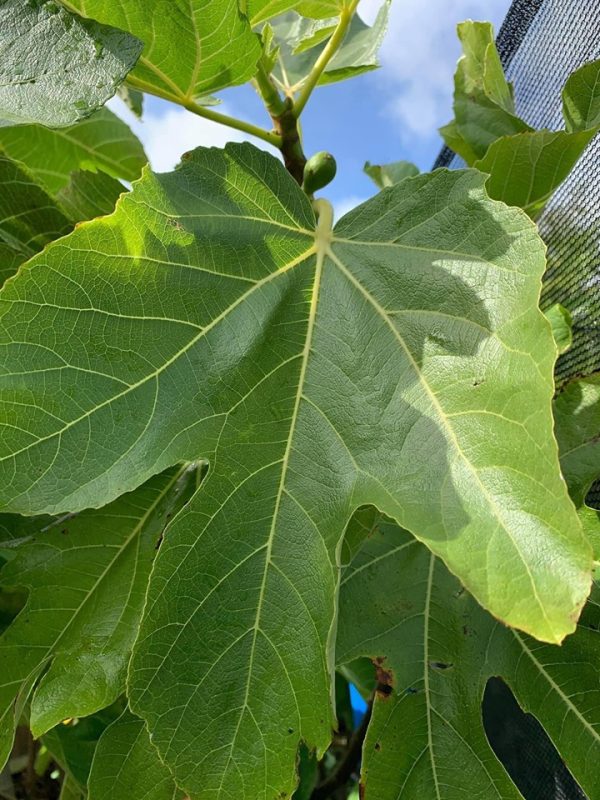 伊塞奥灰色 Grigio d’Iseo(孤)-小果迷