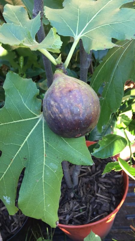 小果迷-种植爱好者交流互动平台