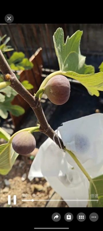 小果迷-种植爱好者交流互动平台