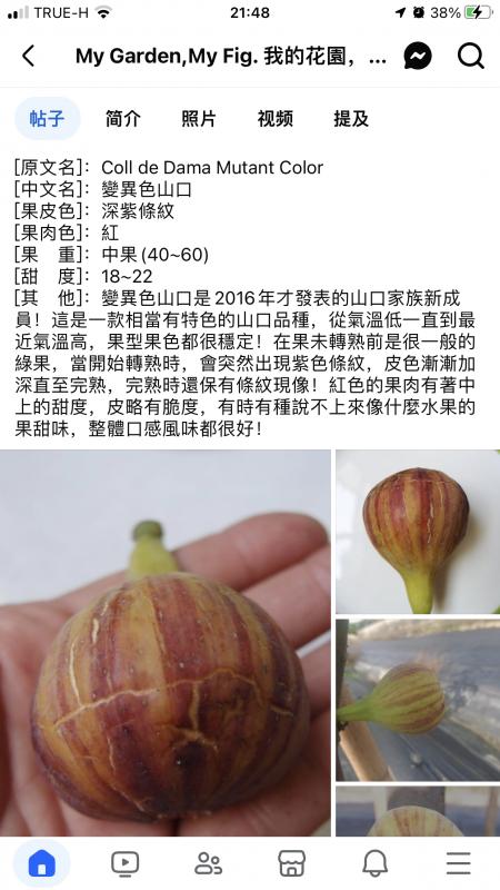 39.变异双色山/CDDM    Coll de Dama Mutant Color-小果迷