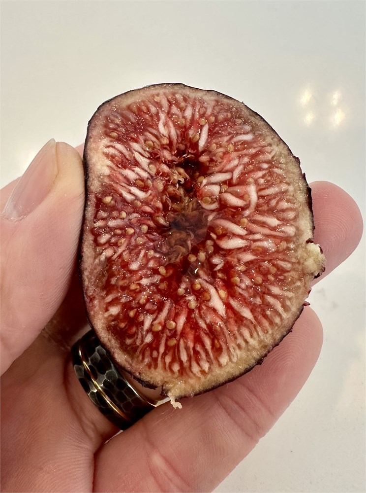 小果迷-种植爱好者交流互动平台