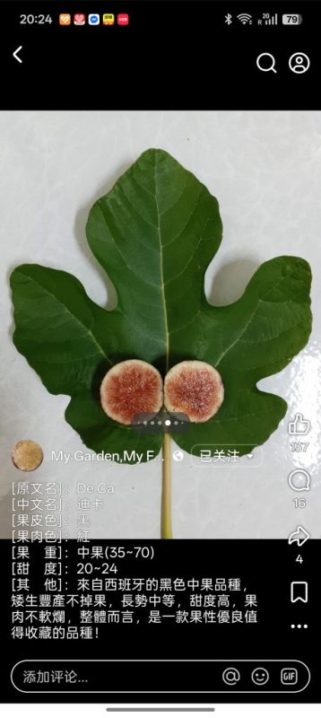 迪卡/德卡  De Ca MP(雨辰)-小果迷