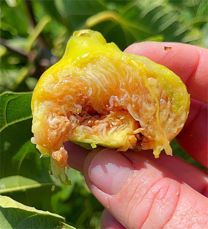 小果迷-种植爱好者交流互动平台