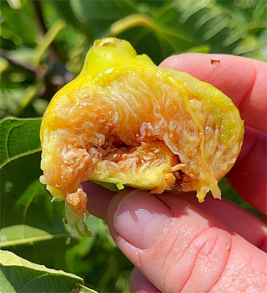 小果迷-种植爱好者交流互动平台