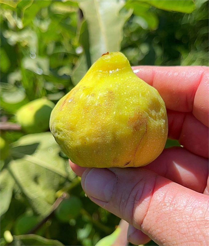 小果迷-种植爱好者交流互动平台