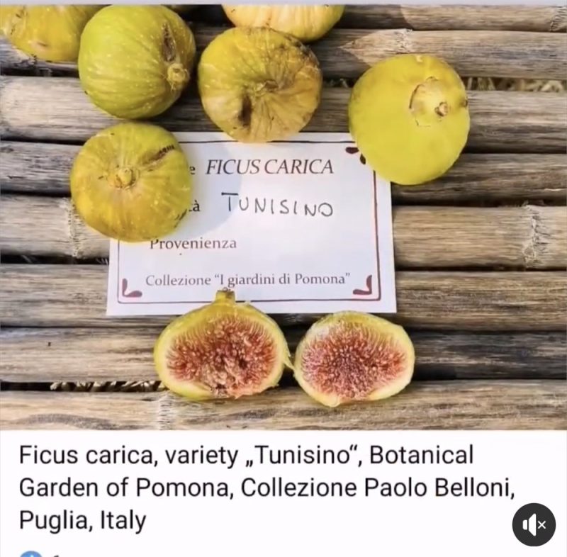 小果迷-种植爱好者交流互动平台