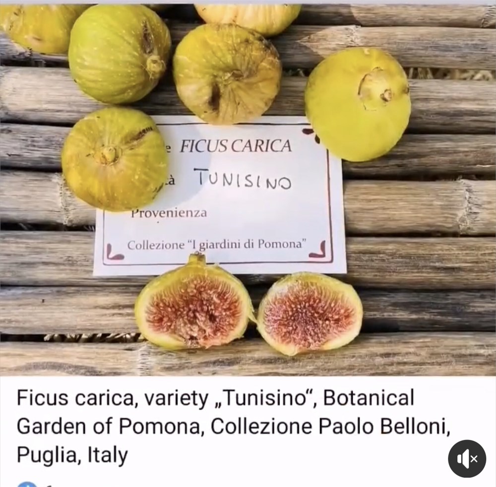 小果迷-种植爱好者交流互动平台