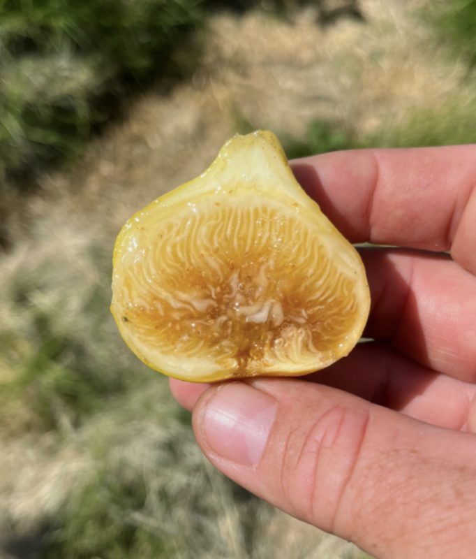 小果迷-种植爱好者交流互动平台