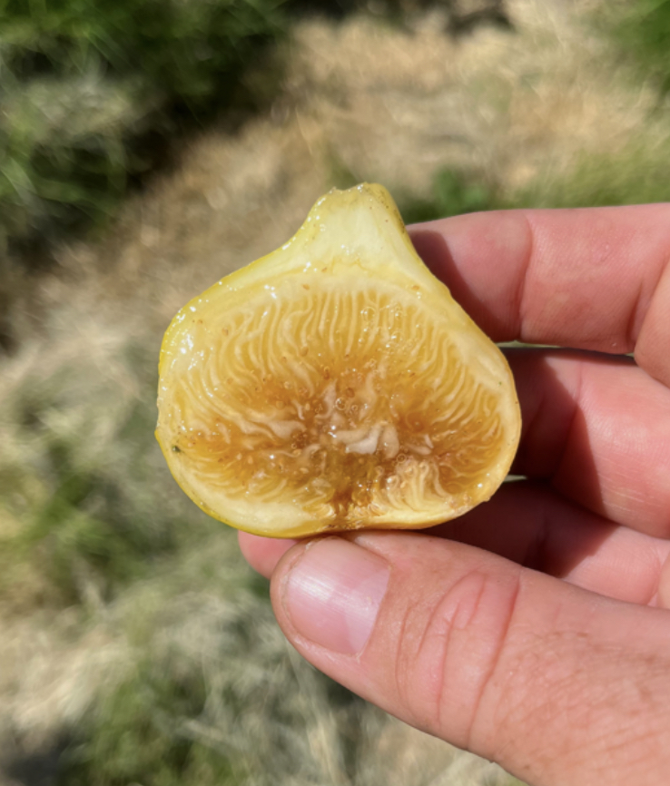 小果迷-种植爱好者交流互动平台