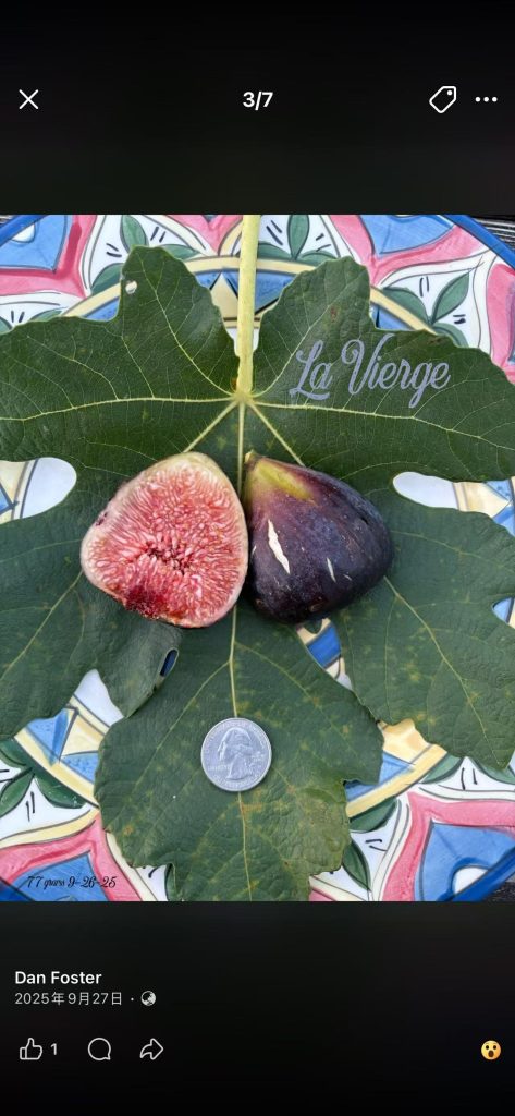 25.圣处女/维尔格  La Vierge (FdM)   雨辰-小果迷