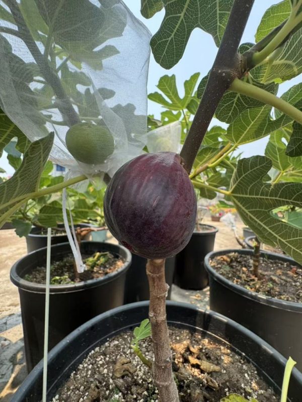 14.西瓜酒   Watermelon Wine Bluemalibu （实拍图来自Aೄ陈Mr.）-小果迷