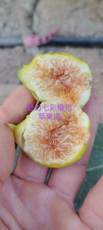 小果迷-种植爱好者交流互动平台