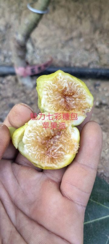 小果迷-种植爱好者交流互动平台