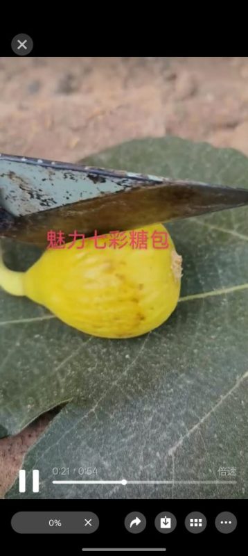 小果迷-种植爱好者交流互动平台