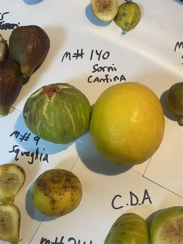 小果迷-种植爱好者交流互动平台