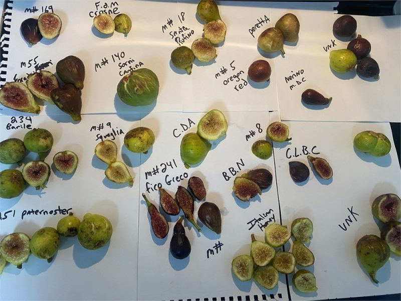 小果迷-种植爱好者交流互动平台