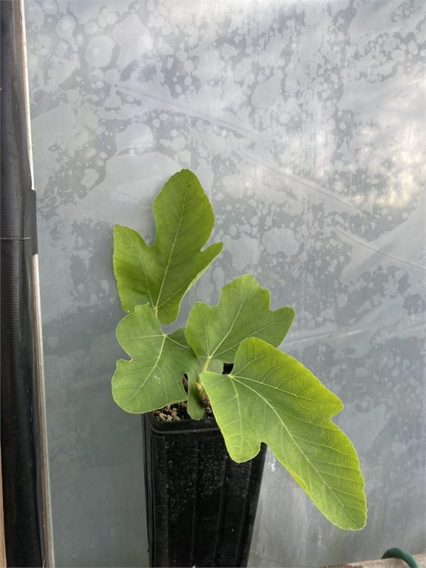 小果迷-种植爱好者交流互动平台