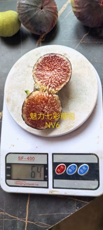 11.NV6/Black Angel (Dato)   黑天使(实拍图来自魅力七彩糖包)-小果迷