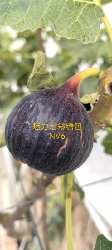 小果迷-种植爱好者交流互动平台