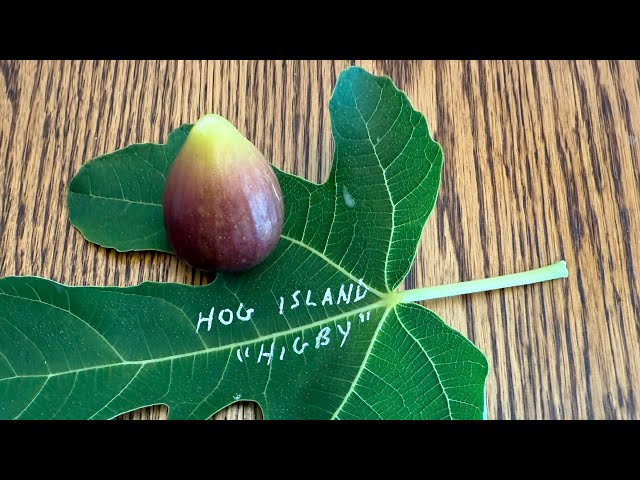 小果迷-种植爱好者交流互动平台