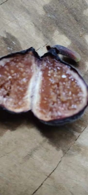 小果迷-种植爱好者交流互动平台