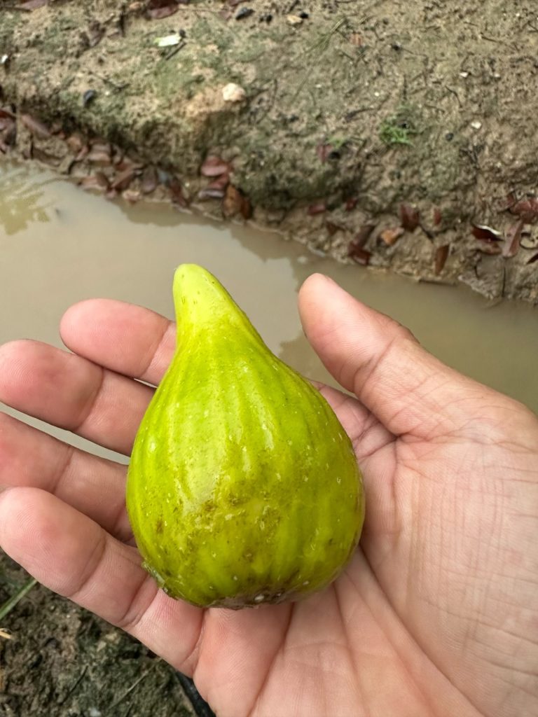 小果迷-种植爱好者交流互动平台
