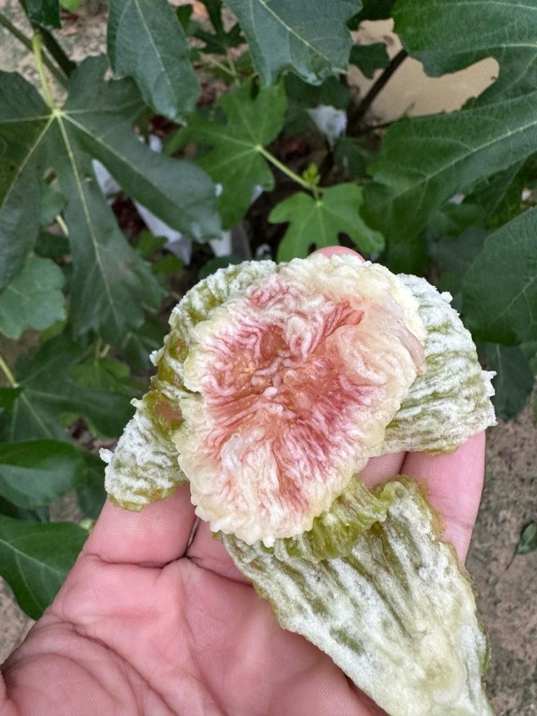 小果迷-种植爱好者交流互动平台
