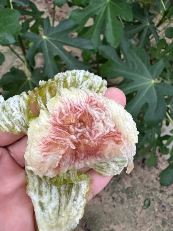 托尼安妮 Toni Anne’s Calabrese Green（万金油）-小果迷