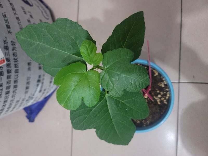 爱丽丝无花果苗海鲜市场竟拍-小果迷
