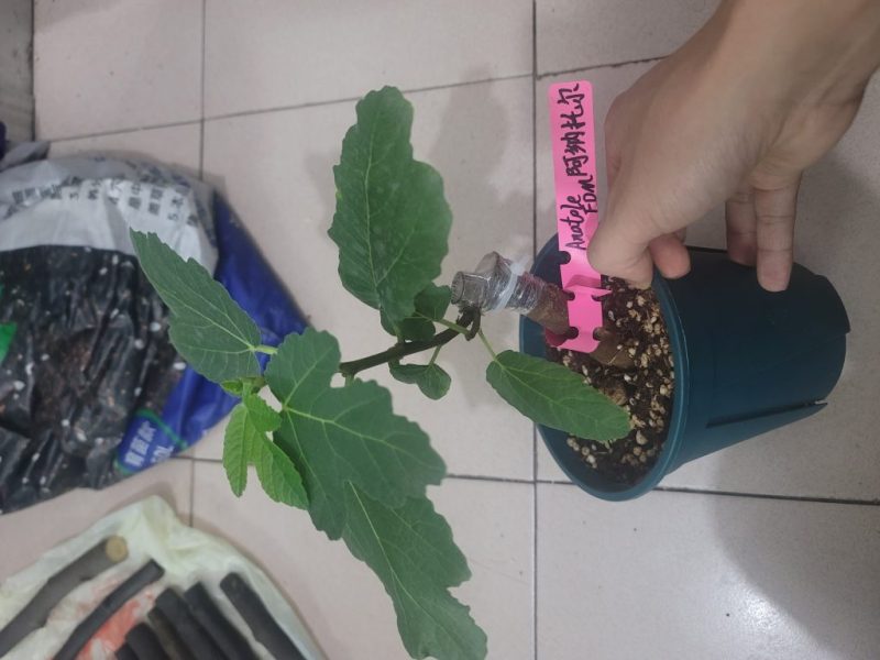 阿纳托尔无花果，Anatole （FDM），海鲜市场一物一拍，给优惠价。-小果迷
