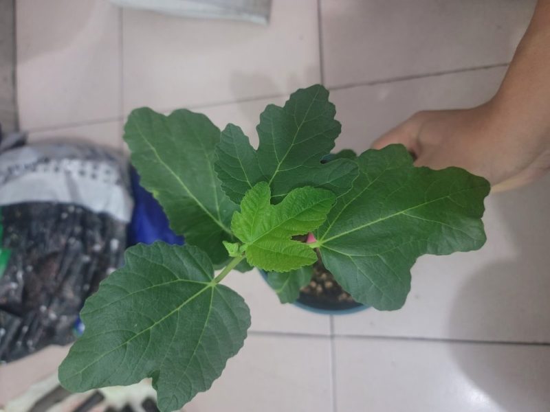 阿纳托尔无花果，Anatole （FDM），海鲜市场一物一拍，给优惠价。-小果迷