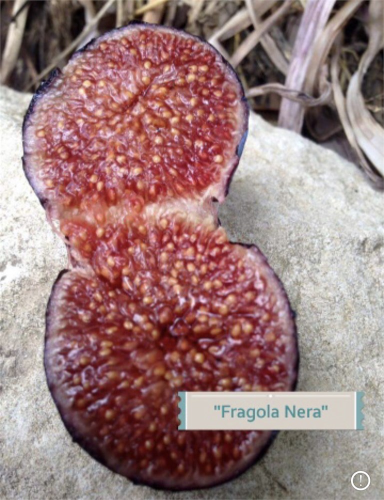 小果迷-种植爱好者交流互动平台