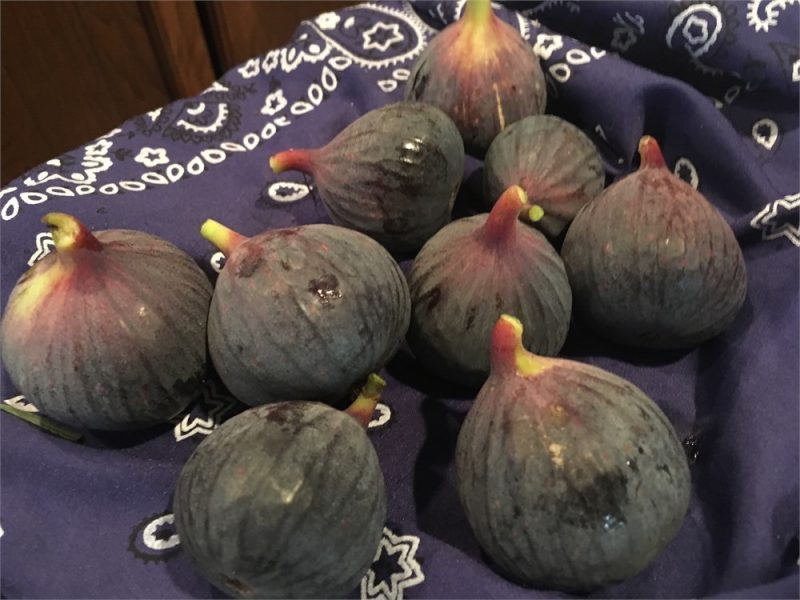 小果迷-种植爱好者交流互动平台