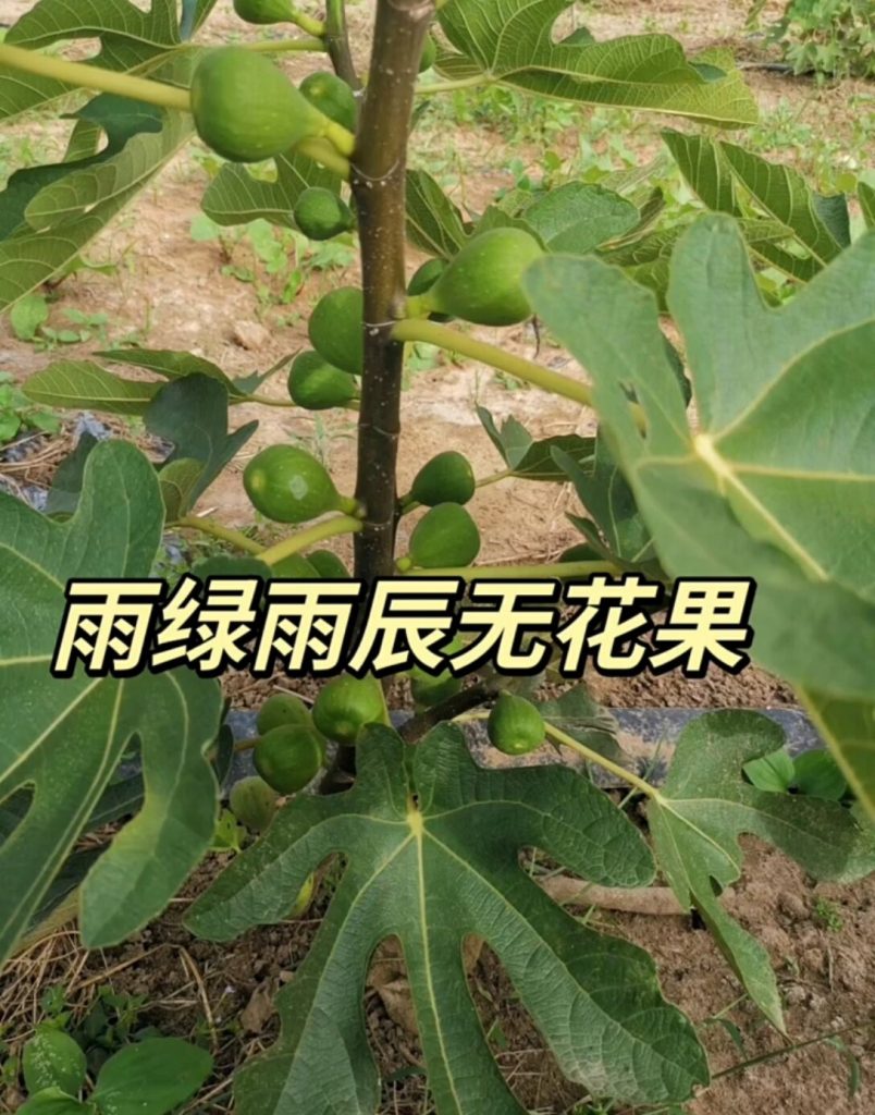 6921b626e373b6631e33c6490fae31c0 (1)