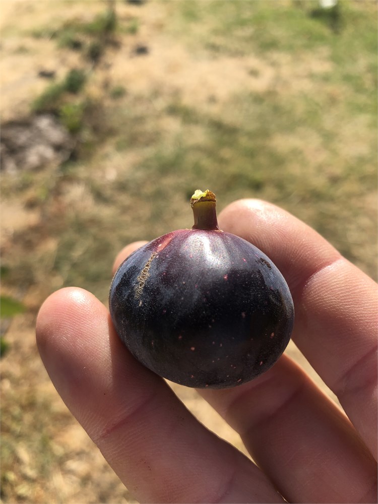 小果迷-种植爱好者交流互动平台