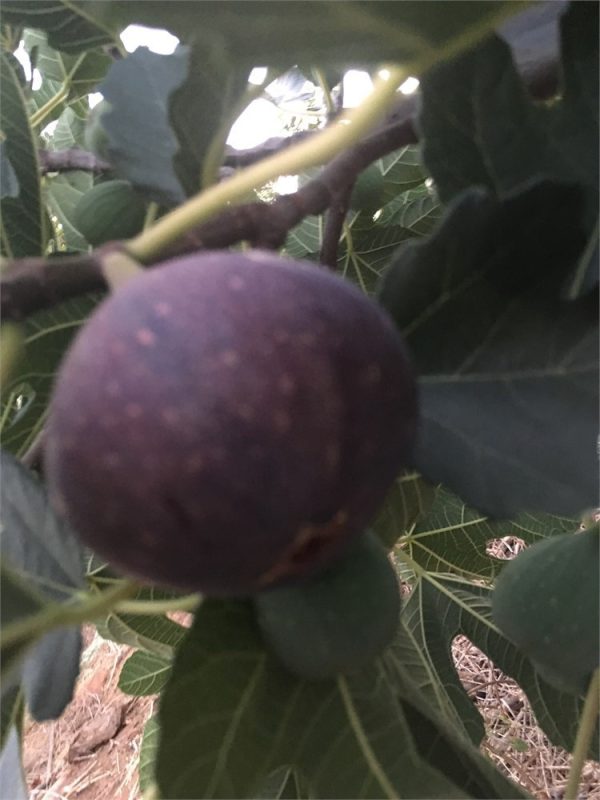 小果迷-种植爱好者交流互动平台