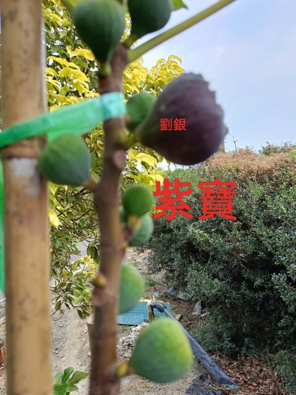 测试还良民明明哦-小果迷