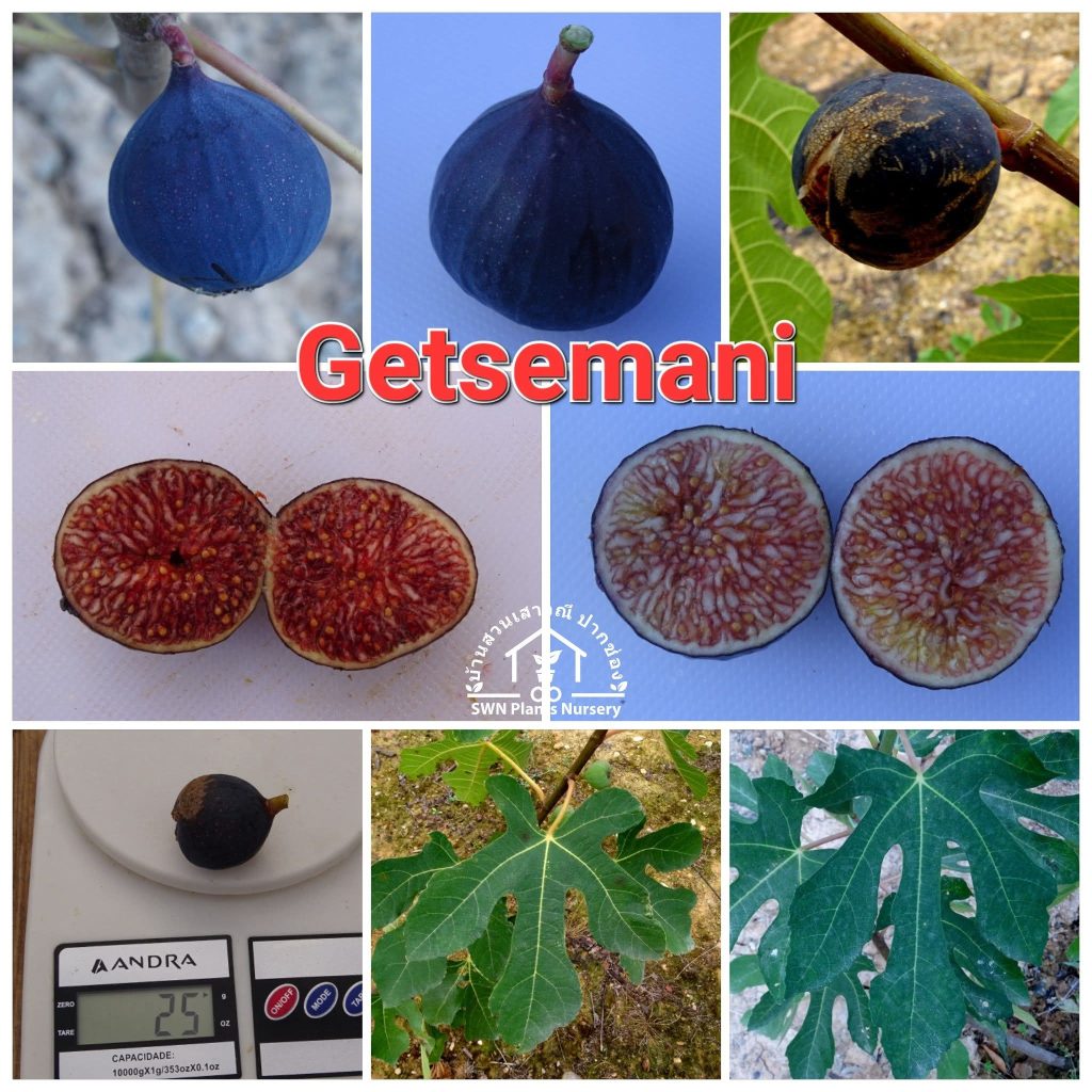 Getsemani / Getsemanì MP
客西马尼(美国VJ收集)-小果迷