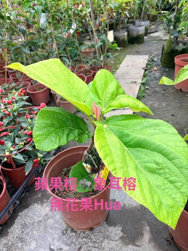 小果迷-种植爱好者交流互动平台