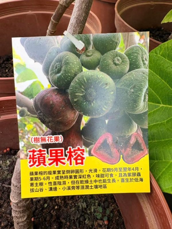 大果榕/象耳榕/苹果榕无花果  Ficus auriculata（本地品种）-小果迷