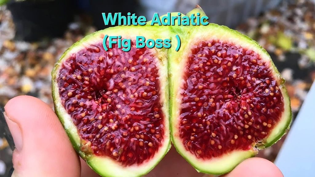 FB_IMG_1776717627463