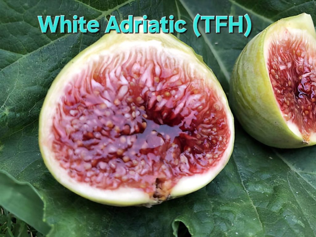 FB_IMG_1776717630778