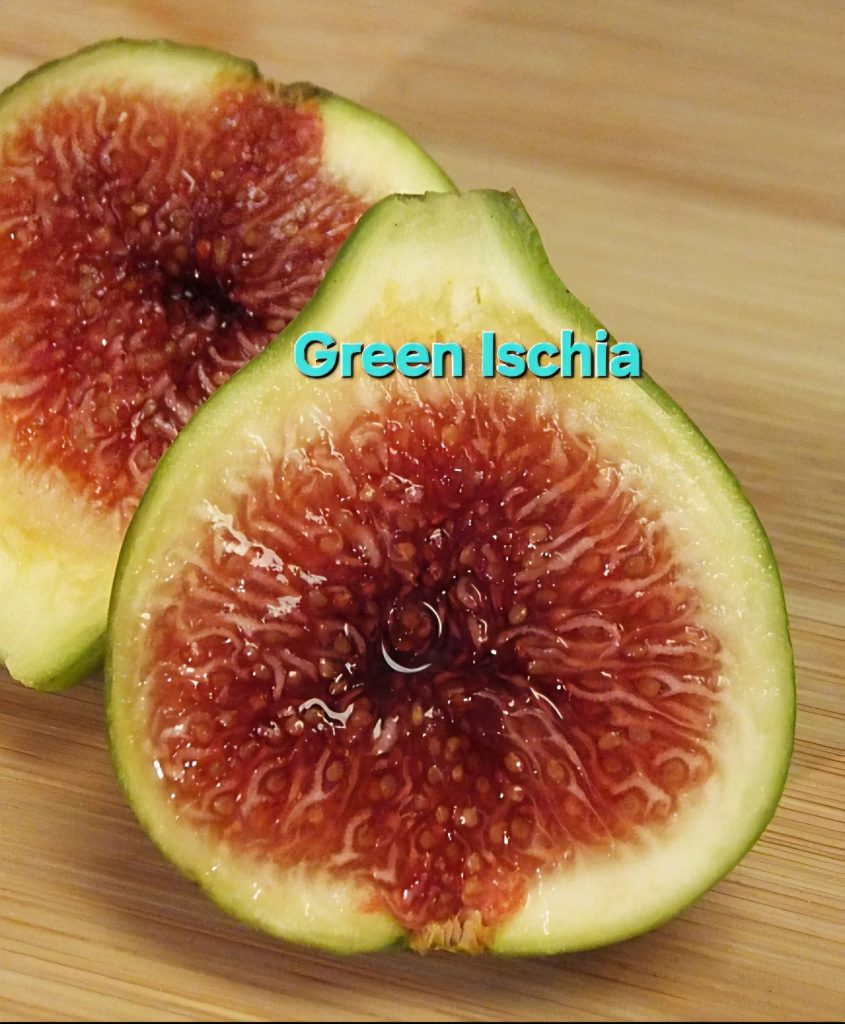 泰国有关亚得里亚海系的描述-小果迷