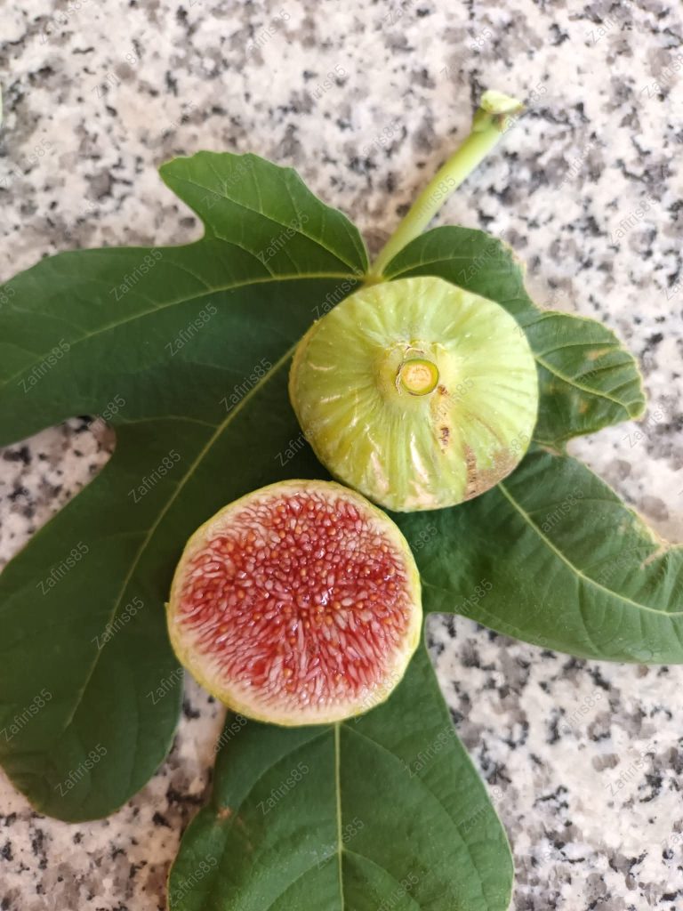 小果迷-种植爱好者交流互动平台