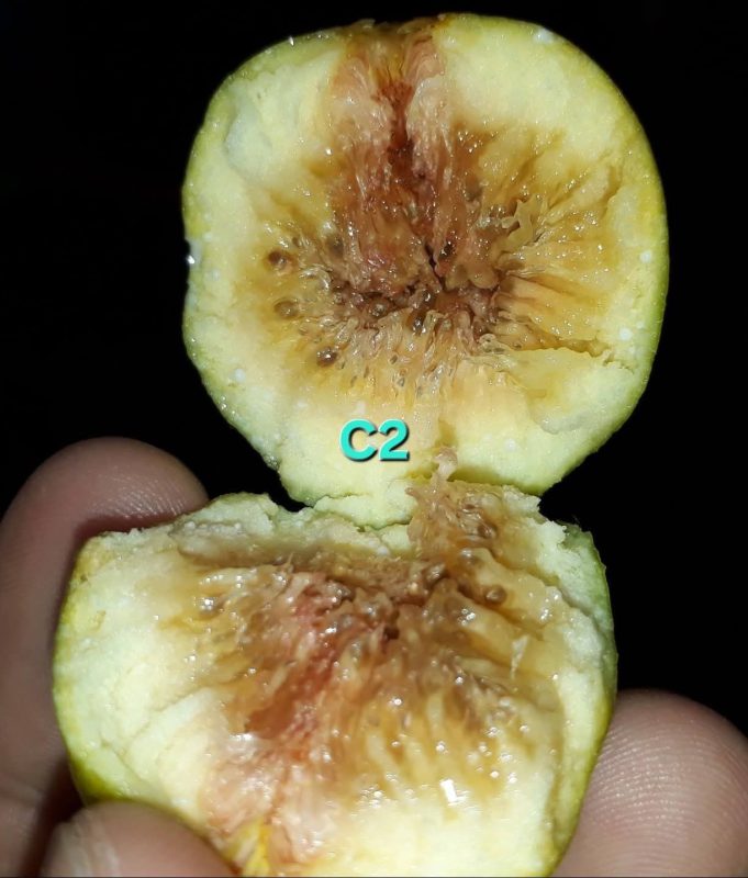 小果迷-种植爱好者交流互动平台