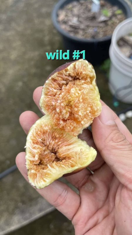 小果迷-种植爱好者交流互动平台
