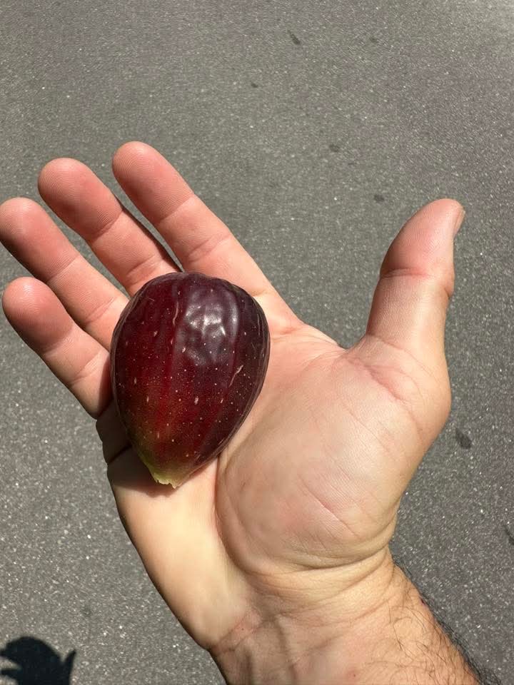 小果迷-种植爱好者交流互动平台