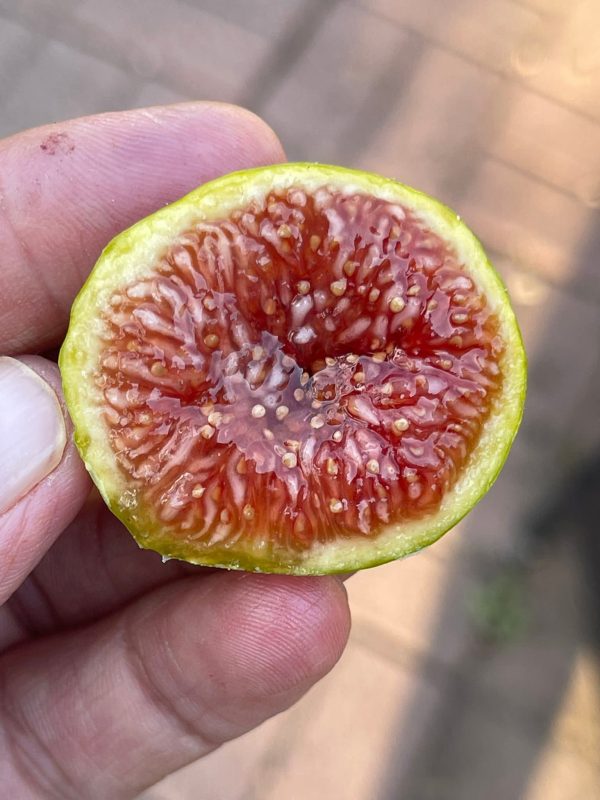 小果迷-种植爱好者交流互动平台