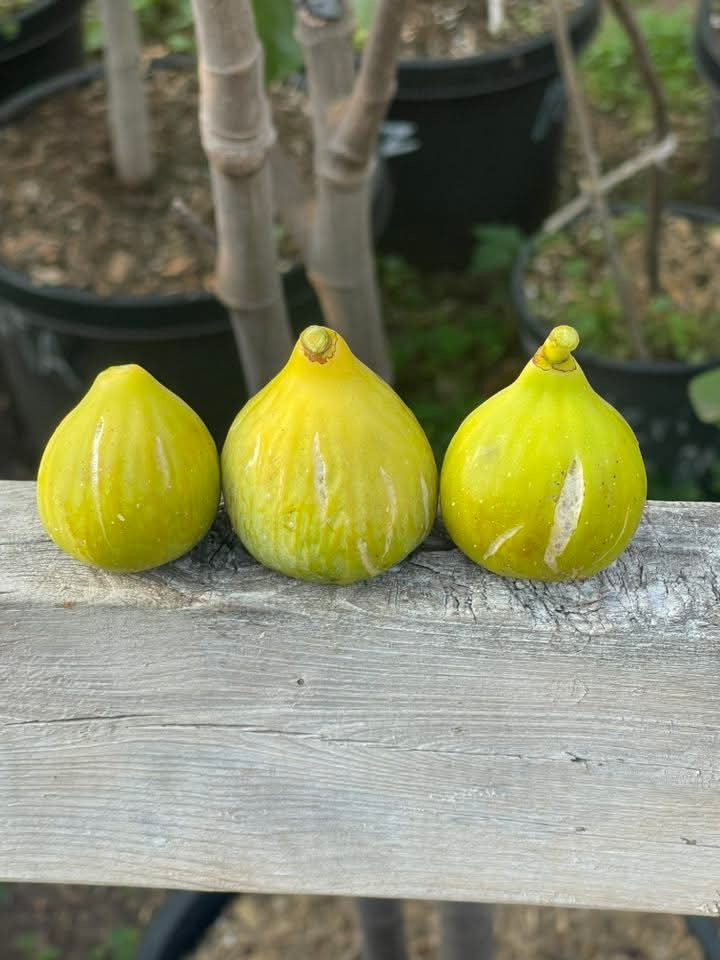 小果迷-种植爱好者交流互动平台